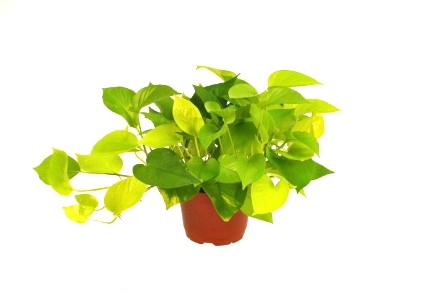 6" Neon Pothos
